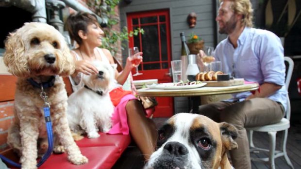 It's a dog's life ... Lena Hashem and Adam Worling enjoy a drink at The Winery in Surry Hills with their four-legged mates, from left, Joey, Mr Bosley and Grace.