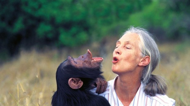 Jane Goodall in the field.