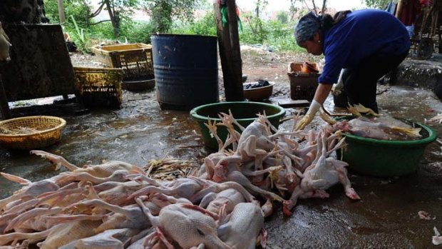 Ducks and chickens for sale at a poultry market in the outskirts of Hanoi. Vietnam is still struggling with new cases of bird flu.