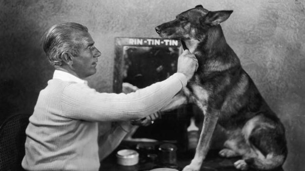 Rin Tin Tin being groomed in his dressing room by his owner Lee Duncan.