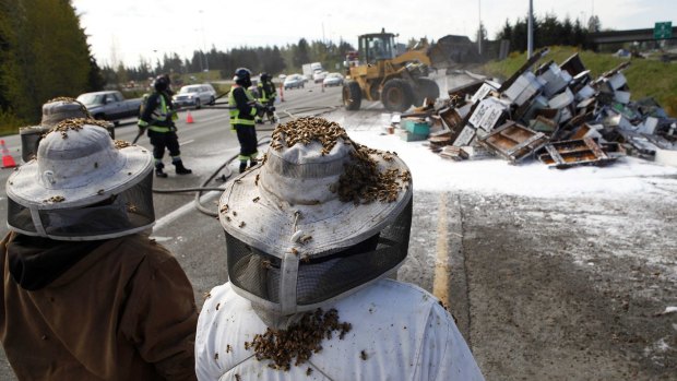 Beekeepers monitor attempts to control the mass of bees.