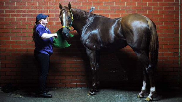 Cool runner: Eurozone is washed down after trackwork at Flemington on Thursday.