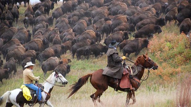 The real deal: Riders gather the herd in Custer State Park.