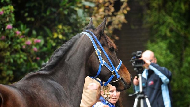 Black Caviar at Caulfield with strapper Donna  Fisher. She returns to racing on Saturday, going for 14 straight wins.