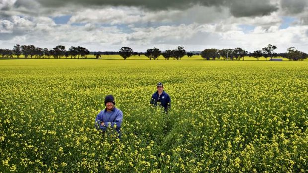 Gregory and Brad Morton look out over this season's canola crop.