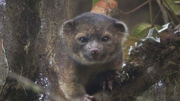 An "olinguito (Bassaricyon neblina)," the first carnivore species to be discovered in the American continents in 35 years.
