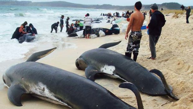 Heartbreak at the beach... rescuers at Karikari Beach where 58 pilot whales beached themselves.