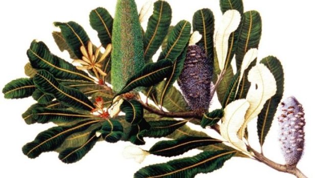 A banksia watercolour by Dr Celia Rosser.