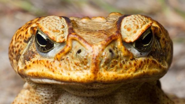 The invasive cane toad. 