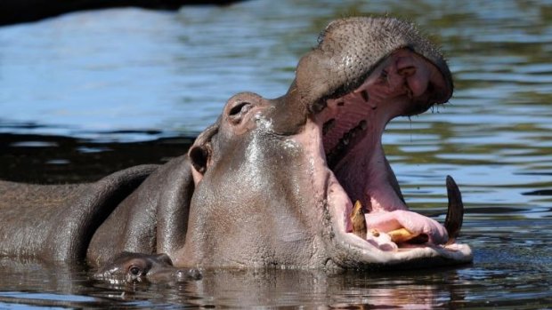 Ten people died in northern Limpopo after being hit by a van on a road as they carved up a hippopotamus that had earlier been killed by a truck.