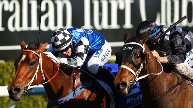Colour run: Oriental Lady will be hoping to channel the spirit of Melbourne Cup-winning stablemate Protectionist at Randwick on Saturday.