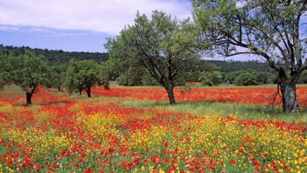A landscape of poppies and almonds.