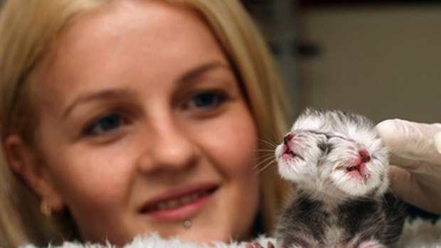 A two-faced kitten born in Perth this week.
