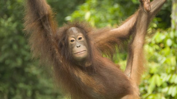 Sustainable travel: An orangutan at the Sepilok Orangutan Rehabilitation Centre in Malaysia.