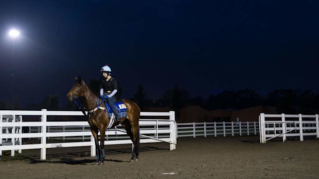 Serious moonlight: Atlantic Jewel steps out at Flemington before chasing a 10th-straight win in Saturday’s Underwood Stakes.