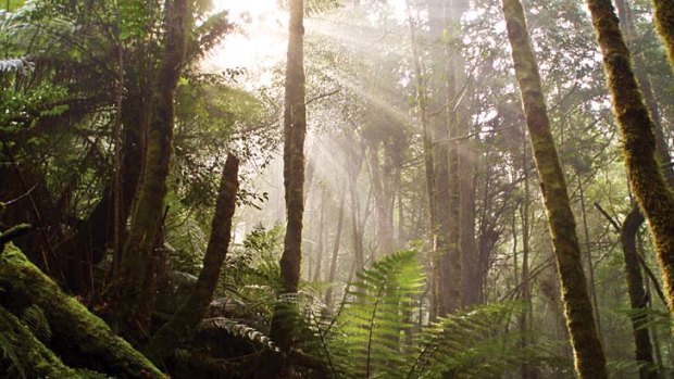 North by north-west ... sunlight filters to the forest floor in the Tarkine.
