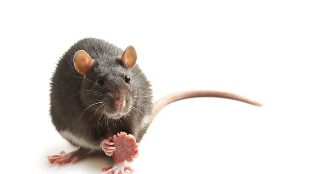 At Pabu Grill and Sake on Smith Street, Collingwood, rodent faeces was found in flour, rice and bread crumbs.