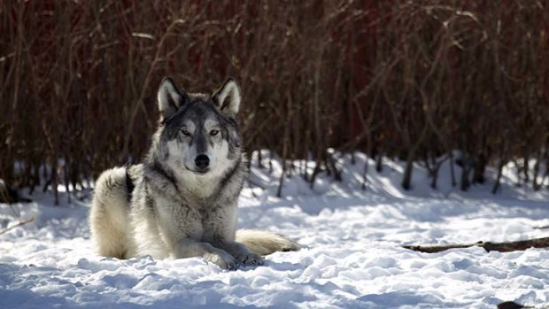 Defiant look: Wolf dogs are independent and shy.