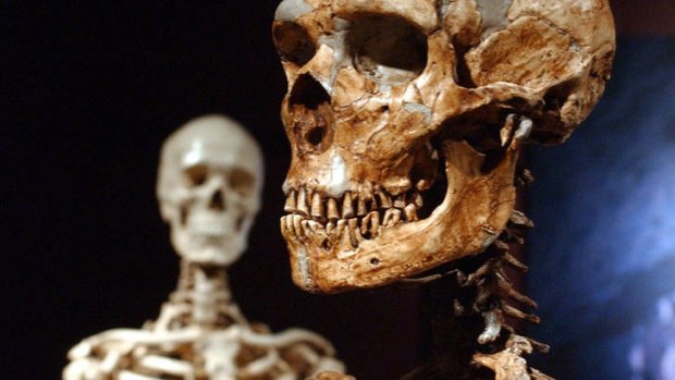 Unique ... a Neanderthal skeleton, right and a human skeleton.