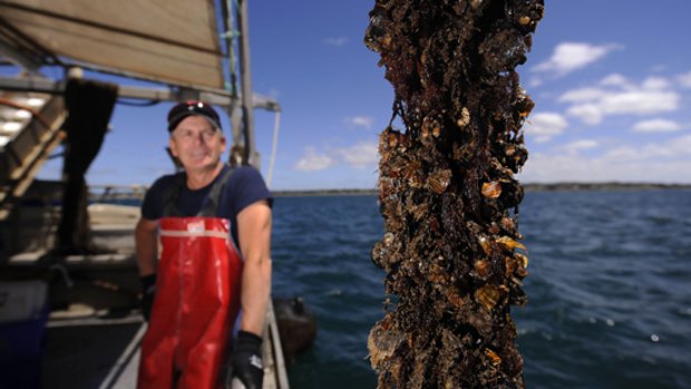 Mussel farmer Lance Whiffen on his boat at Portarlington.