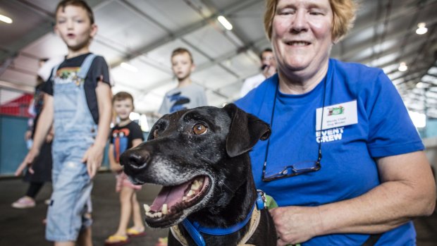 BRISBANE, AUSTRALIA - SEPTEMBER 19:  dog minder Wendy Chell
 with Kenny at the Big Adopt Out on September 19, 2015 in Brisbane, Australia.  (Photo by Glenn Hunt/Fairfax Media)
