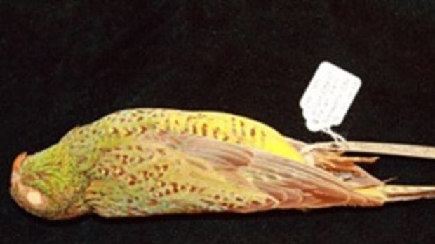 Museum Victoria's long-deceased Night Parrot specimen.