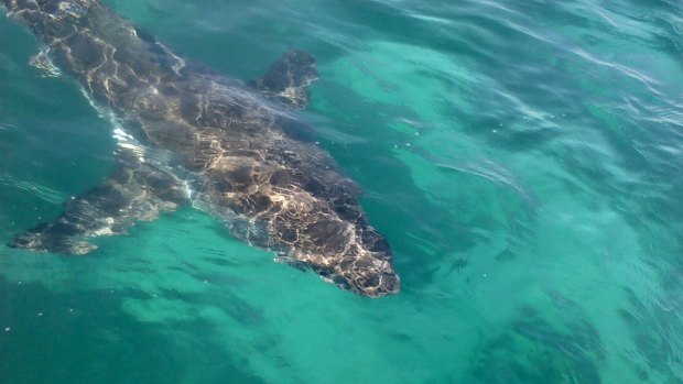 A shark warning has been issued after two whale carcasses washed ashore near Bremer Bay.