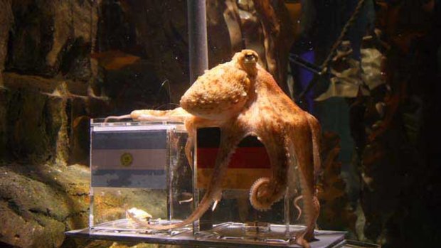 Paul the octopus' task is to act as an oracle for the upcoming quarterfinal match of the World Cup. <i>Photo: AFP/Patrik Stollard</i>