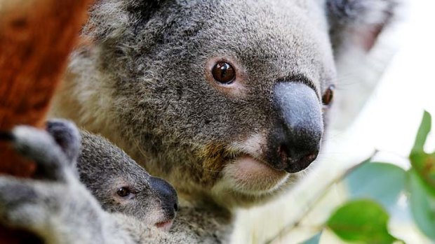 Threat to koala numbers: Roads and Maritime Services has been accused of endangering a rare ancestral koala population.