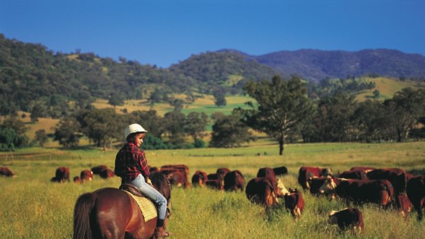 Young persons horse riding, mustering cattle at Karanilla, Quirindi, New England North West