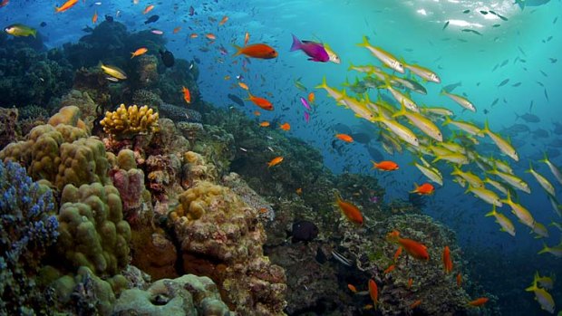 Warming bells ... the Great Barrier Reef.