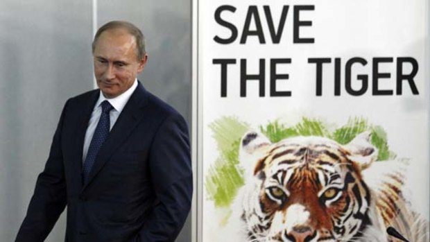Russian Prime Minister Vladimir Putin attends the International Tiger Forum in St Petersburg.