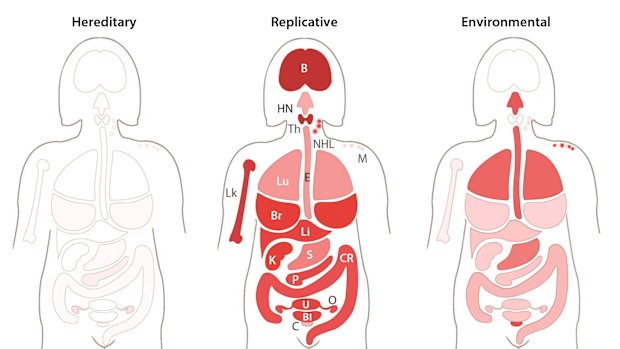 Comparative rates of cancer by heredity, random and environmental causes. Most cancers are caused by random errors in DNA replication during cell division.