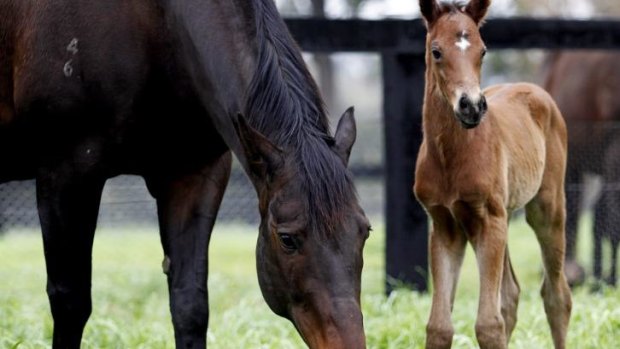 Happy familes: Black Caviar with her new addition.