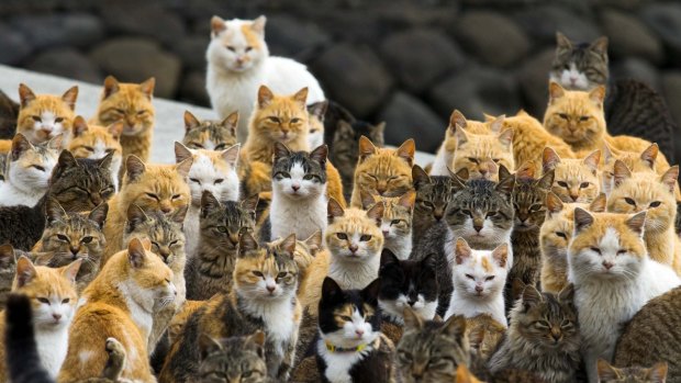 This is our island: Cats crowd the harbour at Aoshima.