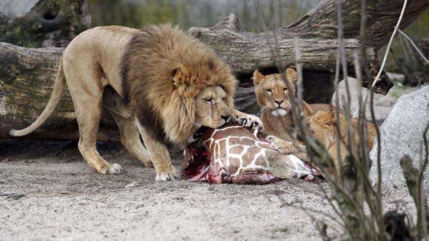 The carcass of Marius, a male giraffe, is eaten by lions after he was put down in Copenhagen Zoo.