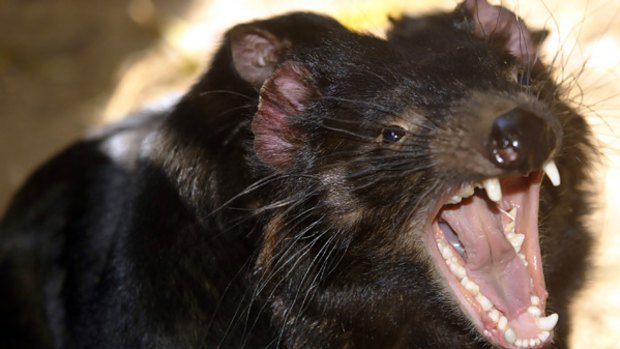 The Tasmanian Devil is being listed as an endangered species.