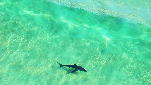 A shark was seen swimming away before the girl's mother made a frantic call for help after the attack in Cairns.