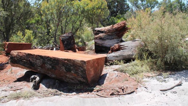 The large jarrah tree was removed from Greater Preston National Park.