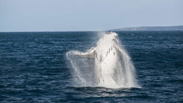 A breaching Humpback Whale.