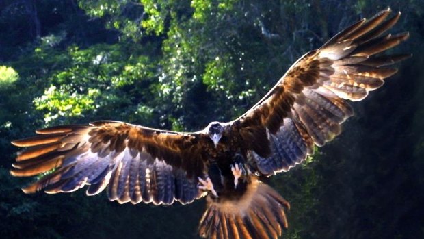 A woman is recovering after she was attacked by a wedge-tailed eagle.