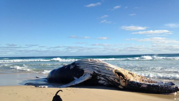 The dead whale was spotted on the popular surfing beach on Monday.