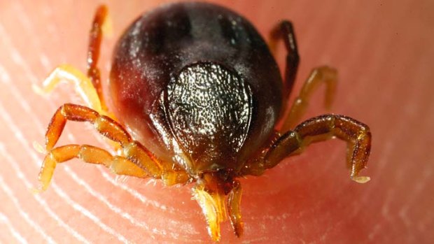 Ticks found on pets should be removed immediately, with the animal brought in for treatment.