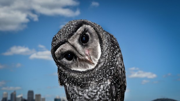 Griffin the sooty owl pears down the lens during positive reinforcement training.
