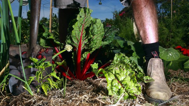 As inner-city living becomes denser,  community gardens such as Veg Out have thrived.