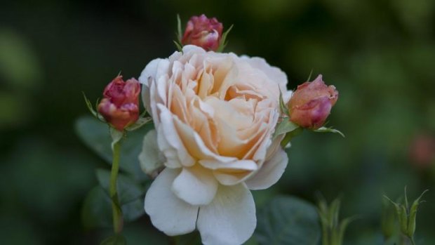 Many varieties: Rosa Tamora rose in Sandra McMahon's garden