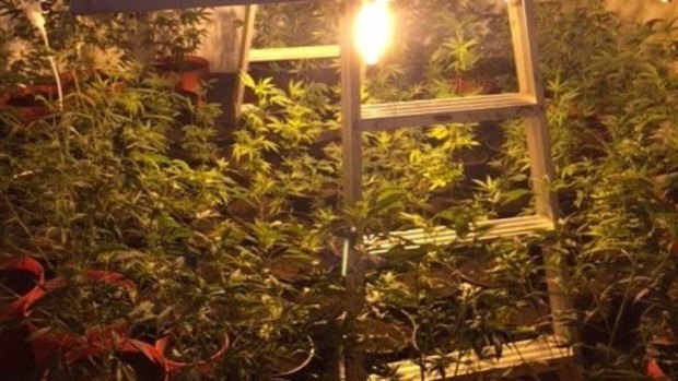 A man is in custody after police allegedly seized 340 cannabis plants and sophisticated equipment used to grow them at the industrial unit at Wetherill Park.