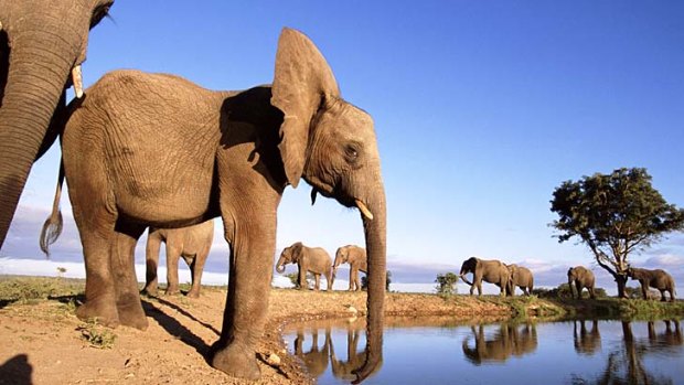 Africa's largest national park ... elephants at watering hole in Kruger National Park, South Africa.
