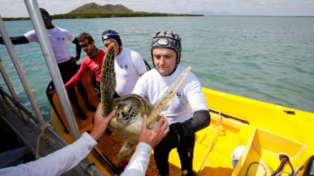Researchers tagging turtles along the Great Barrier Reef.