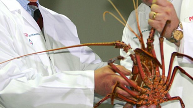 Restriction are supposed to help protect the sustainability of the western rock lobster fishery.